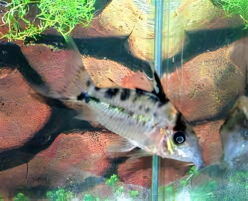 Evelyns Corydoras Evelinae 3cm Catfish - Real Aquatics
