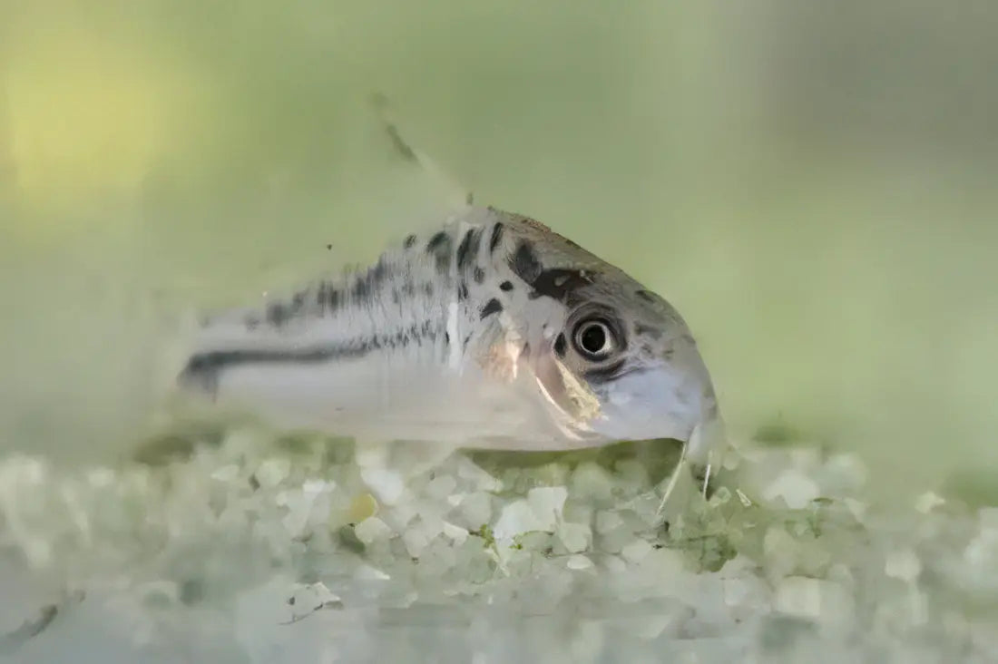 Evelyns Corydoras Evelinae 3cm Catfish - Real Aquatics