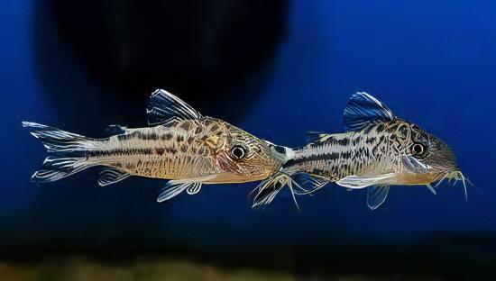 Flagtail Banner Tail Corydoras Robineae 4cm Catfish - Real Aquatics