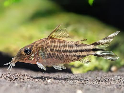 Flagtail Banner Tail Corydoras Robineae 4cm Catfish - Real Aquatics