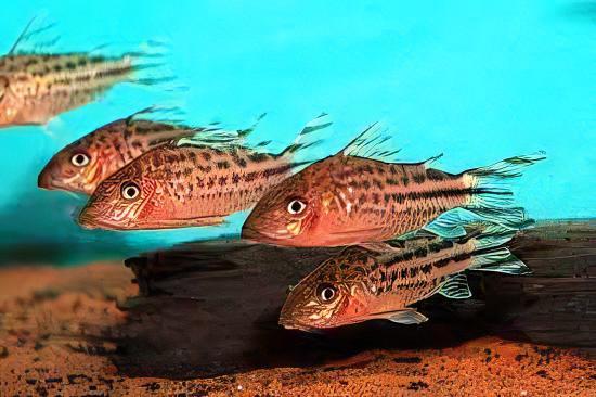 Flagtail Banner Tail Corydoras Robineae 4cm Catfish - Real Aquatics