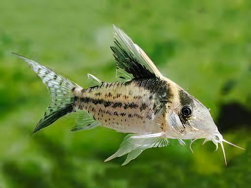 Robust Corydoras Robustus 4cm Catfish - Real Aquatics