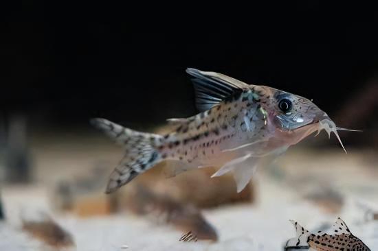 Robust Corydoras Robustus 4cm Catfish - Real Aquatics