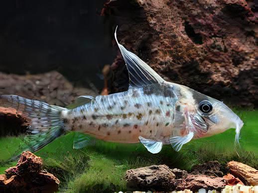 Robust Corydoras Robustus 4cm Catfish - Real Aquatics