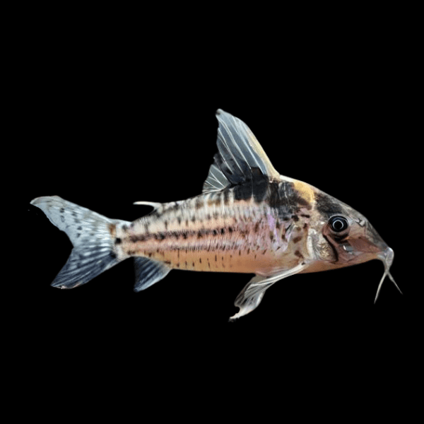 Robust Corydoras Robustus 4cm Catfish - Real Aquatics