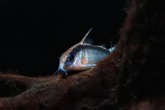 Corydoras Super Arcuatus 4cm Catfish - Real Aquatics