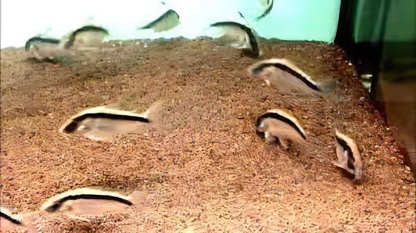 Corydoras Super Arcuatus 4cm Catfish - Real Aquatics