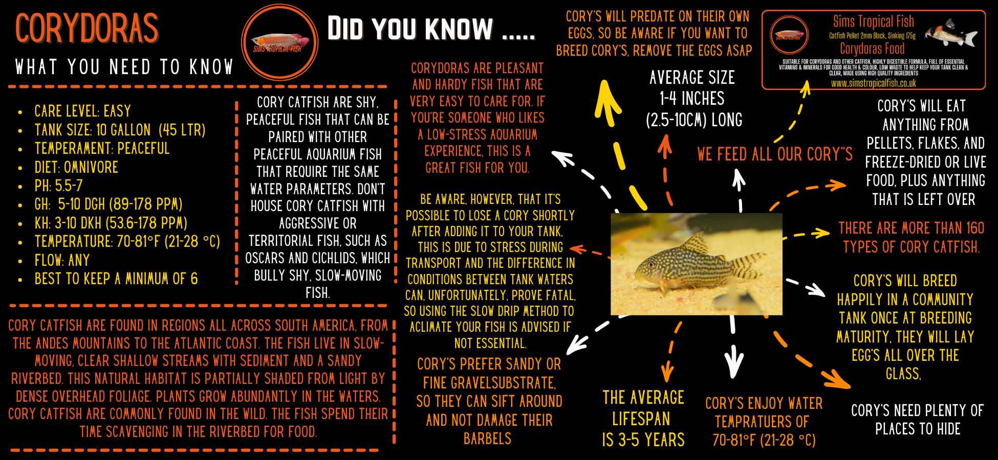 Horsemans True Eques Corydoras Eques 4cm Catfish - Real Aquatics