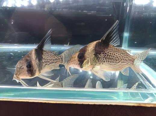 Wotroi Corydoras cf Brevirostris 4cm Catfish - Real Aquatics