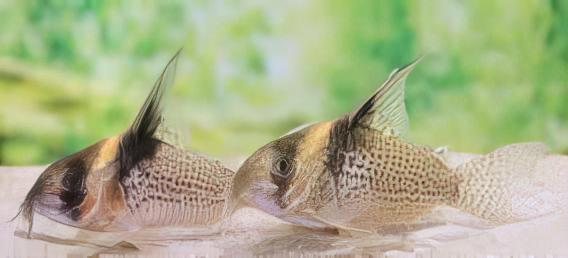 Wotroi Corydoras cf Brevirostris 4cm Catfish - Real Aquatics