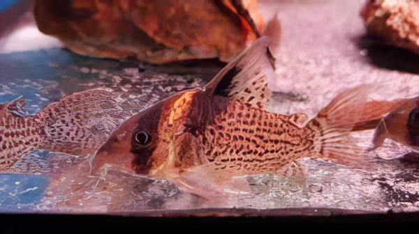 Wotroi Corydoras cf Brevirostris 4cm Catfish - Real Aquatics
