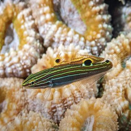 Hector's Goby (Koumansetta hectori)