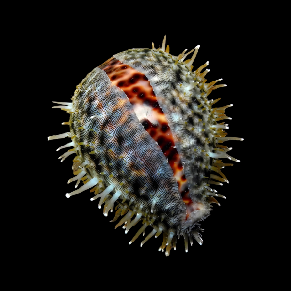 Cowrie Tiger Snail Cypraea Tigris - Real Aquatics