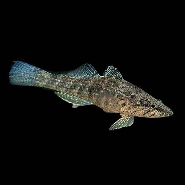 Crazy Fish Butis Butis Sleeper Goby 5cm - Real Aquatics