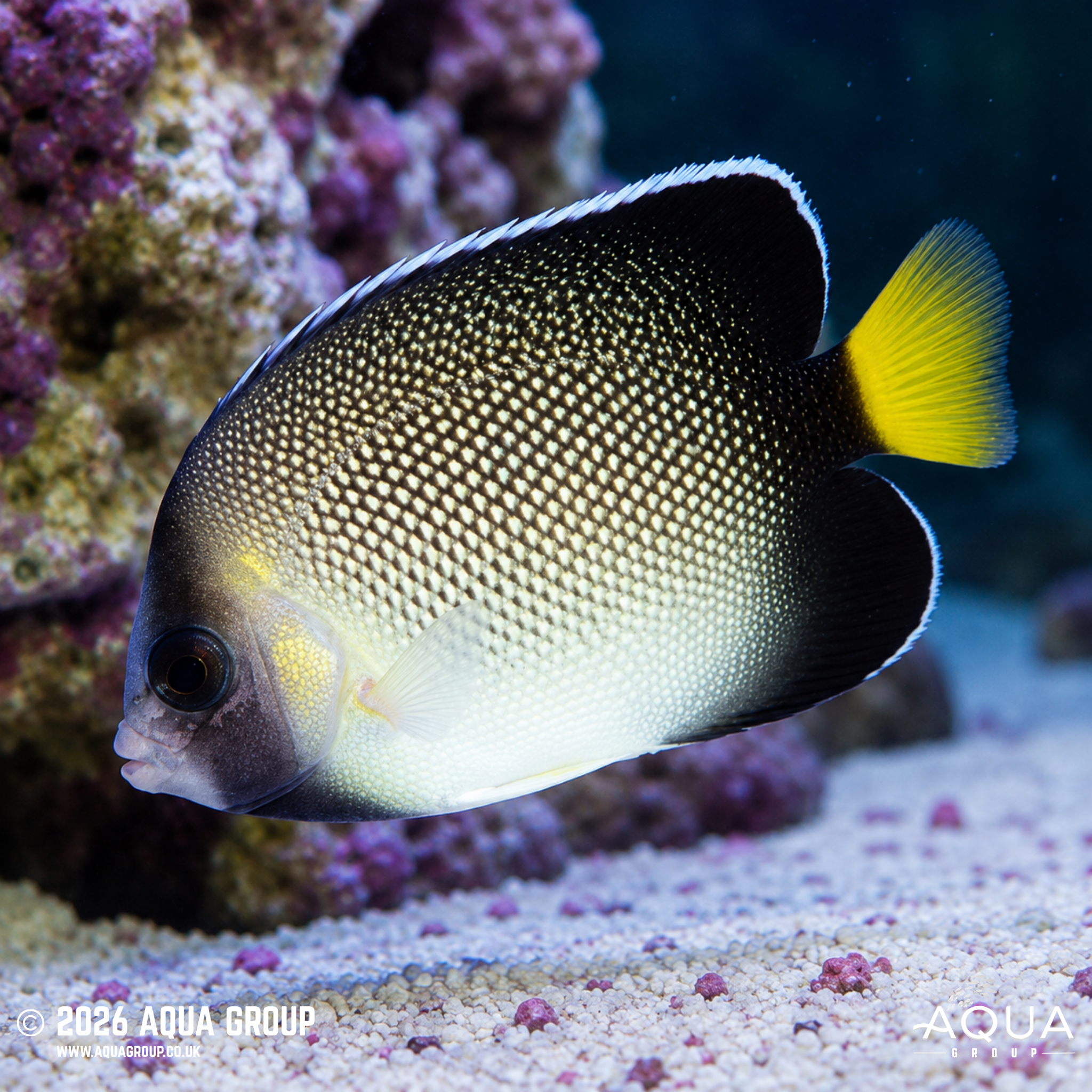 Cream Angelfish (Apolemichthys xanthurus)