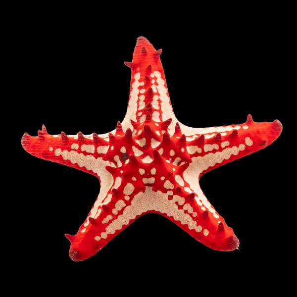Crimson Knobbed Starfish Protoreaster Linckii - Real Aquatics