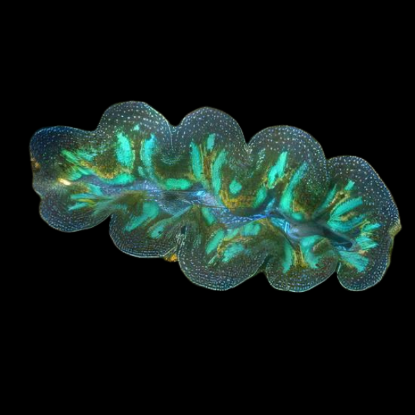 Crocea Clam Tridacna Crocea - Real Aquatics