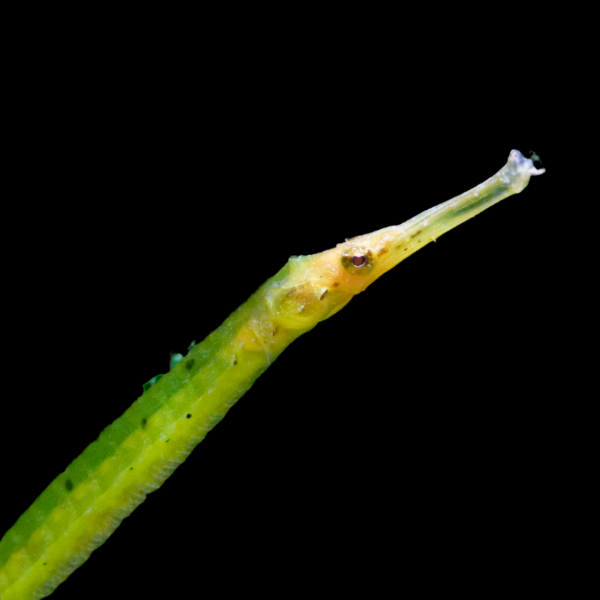 Crocodile Pipefish Syngnathoides Biaculeatus - Real Aquatics