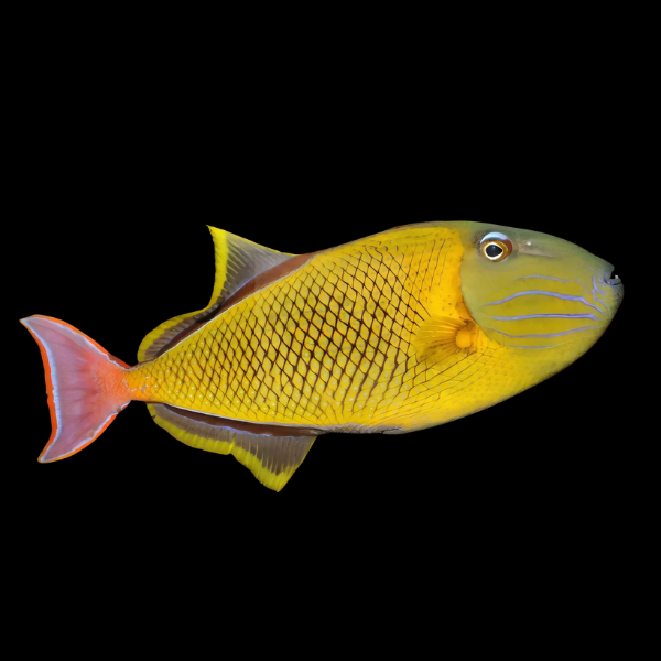 Cross Hatch Trigger Fish Xanthichthys Mento - Real Aquatics