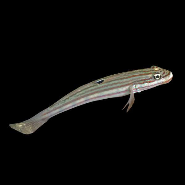 Crosshatch Goby Valenciennea Muralis - Real Aquatics