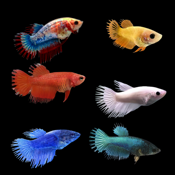 Crown Tail Betta Assorted Female 3cm - Real Aquatics