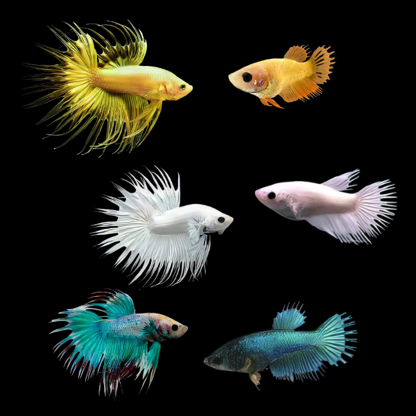 Crown Tail Betta Assorted Pair's Male & Female 3cm - Real Aquatics