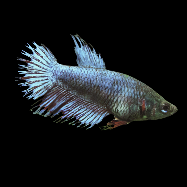 Crown Tail Betta Female Blue Base 3cm - Real Aquatics