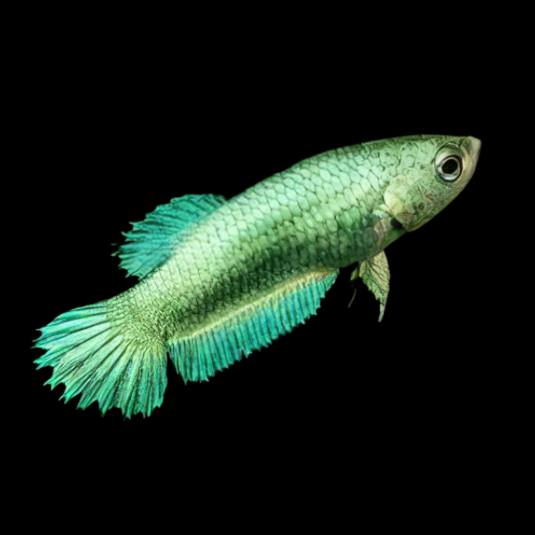Crown Tail Betta Female Green Base 3cm - Real Aquatics