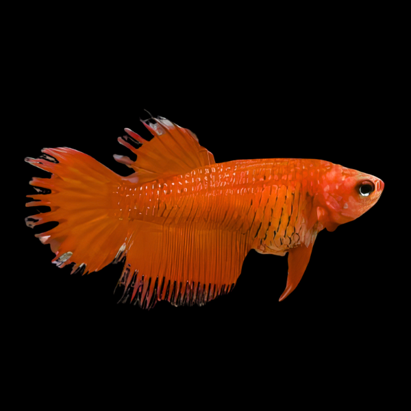 Crown Tail Betta Female Orange Base 3cm - Real Aquatics