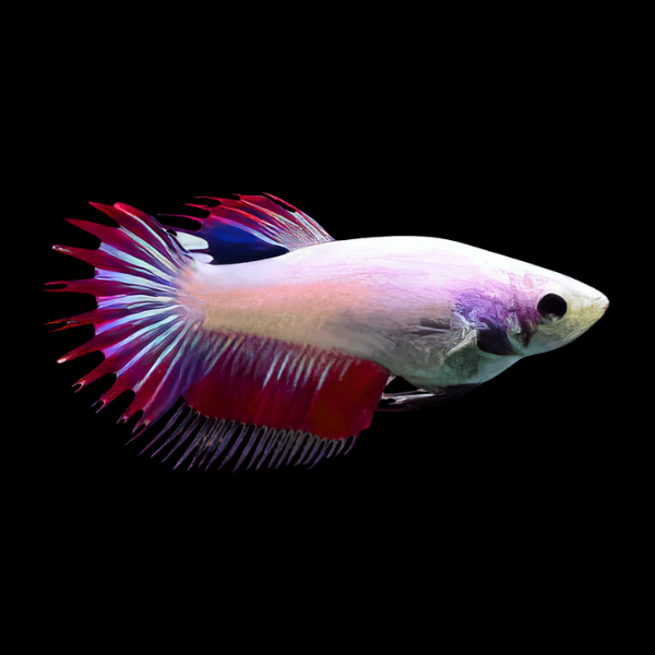 Crown Tail Betta Female Pink Base 3cm - Real Aquatics