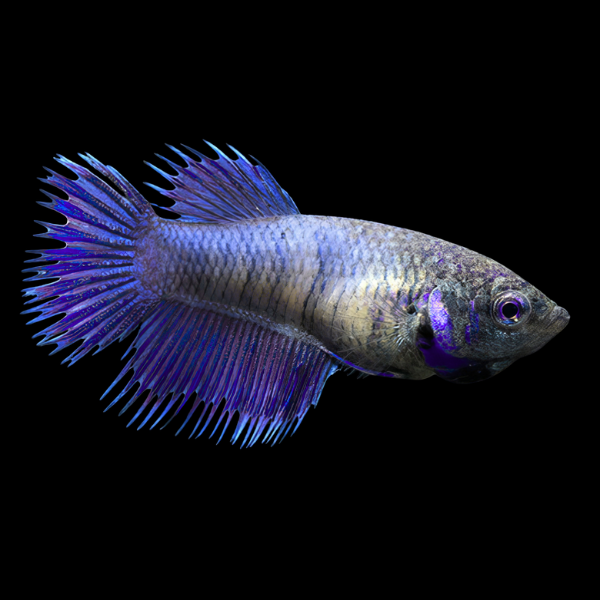 Crown Tail Betta Female Purple Base 3cm - Real Aquatics