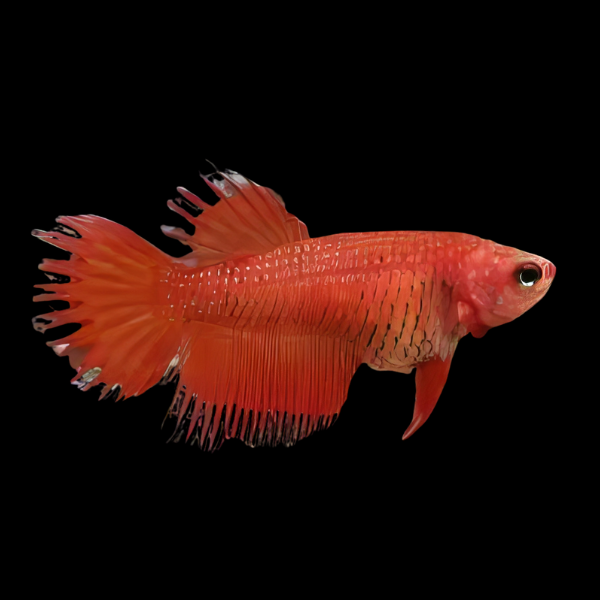 Crown Tail Betta Female Red 3cm - Real Aquatics