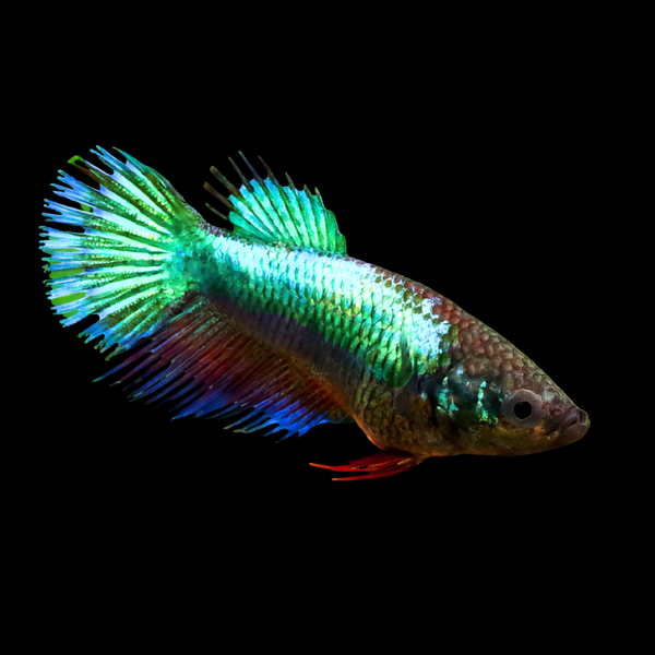Crown Tail Betta Female Turquoise Base 3cm - Real Aquatics