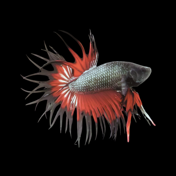 Crown Tail Betta Male Black Base 3cm - Real Aquatics