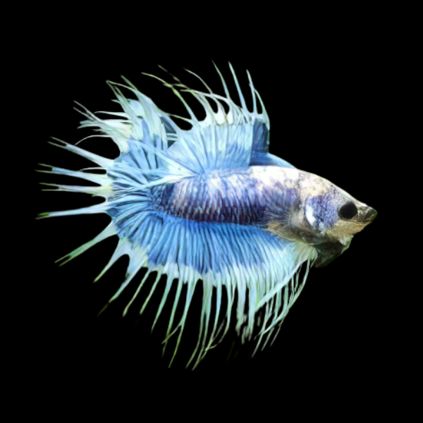 Crown Tail Betta Male Blue Base 3cm - Real Aquatics