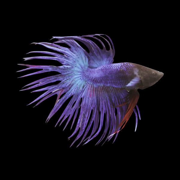 Crown Tail Betta Male Blue 3cm - Real Aquatics