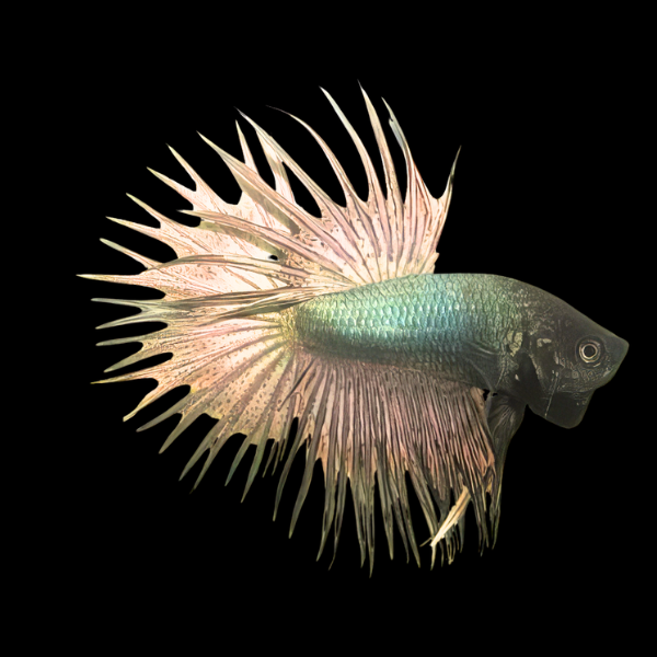 Crown Tail Betta Male Copper 3cm - Real Aquatics