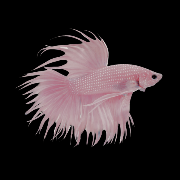 Crown Tail Betta Male Pink Base 3cm - Real Aquatics