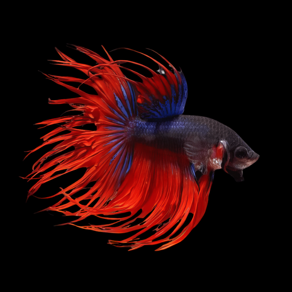Crown Tail Betta Male Red Base 3cm - Real Aquatics