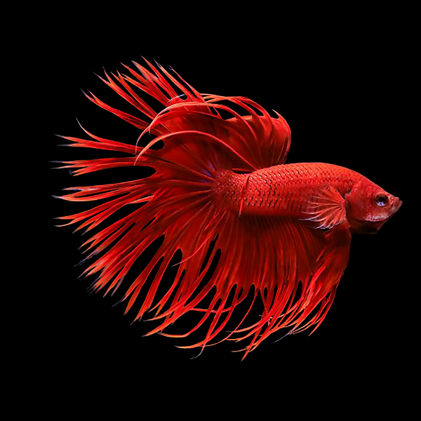 Crown Tail Betta Male Red 3cm - Real Aquatics