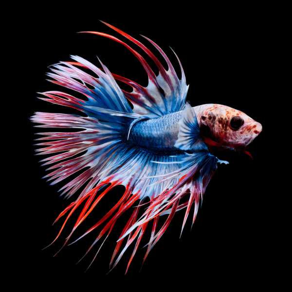 Crown Tail Betta Male Tri Colour 3cm - Real Aquatics
