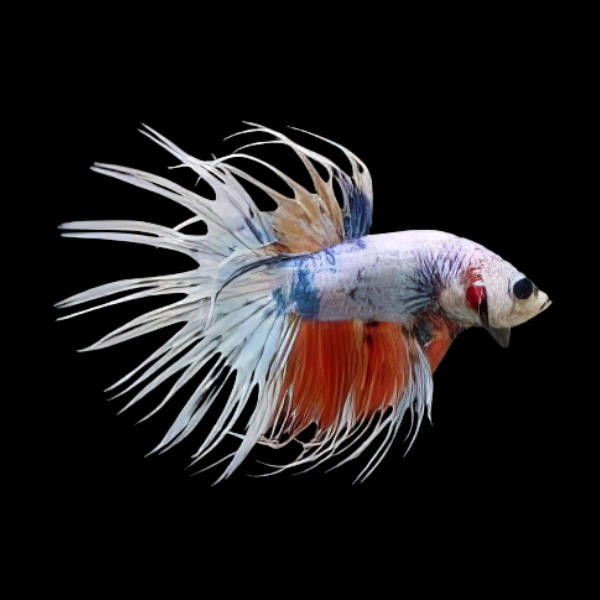 Crown Tail Betta Male White Base 3cm - Real Aquatics