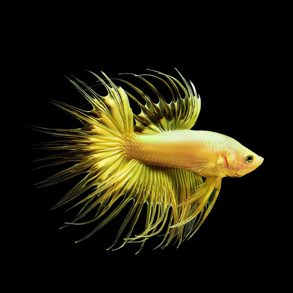 Crown Tail Betta Male Yellow Base 3cm - Real Aquatics