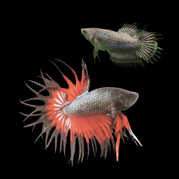Crown Tail Betta Pair Male & Female Black Base 3cm - Real Aquatics