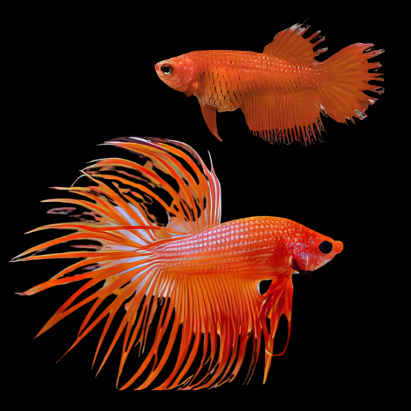 Crown Tail Betta Pair Male & Female Orange Base 3cm - Real Aquatics