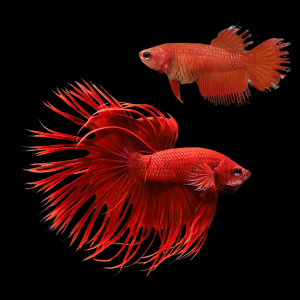 Crown Tail Betta Pair Male & Female Red 3cm - Real Aquatics