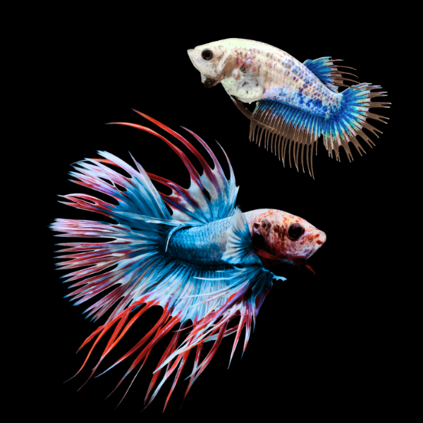 Crown Tail Betta Pair Male & Female Tri Colour 3cm - Real Aquatics