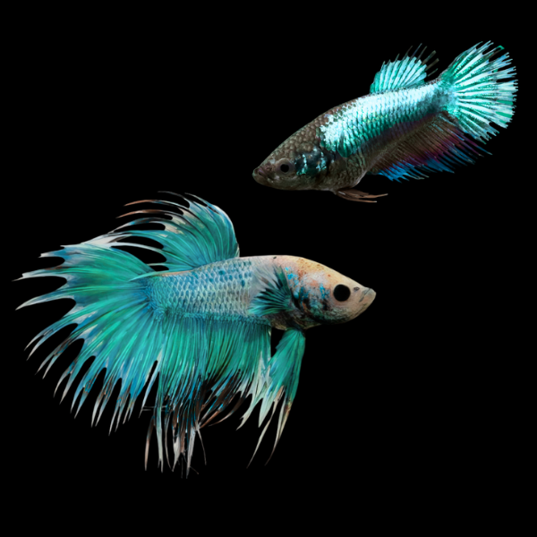 Crown Tail Betta Pair Male & Female Turquoise Base 3cm - Real Aquatics