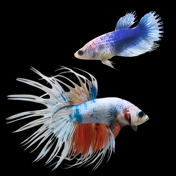 Crown Tail Betta Pair Male & Female White Base 3cm - Real Aquatics