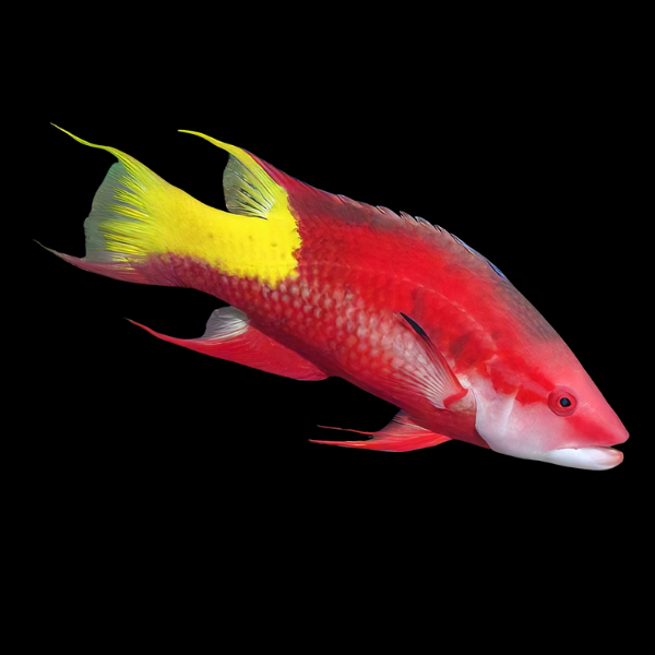 Cuban Hog Fish Bodianus Pulchellus - Real Aquatics